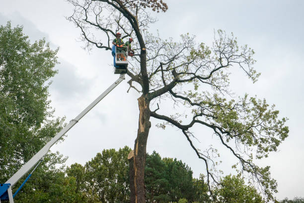 Best Hazardous Tree Removal  in Sconsin Dells, WI